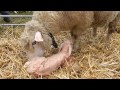 生まれたての羊の赤ちゃん！　Baby Sheep　20141011