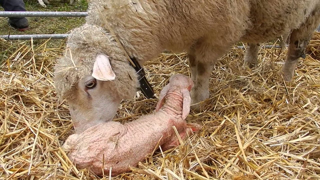 生まれたての羊の赤ちゃん！ Baby Sheep 20141011 - YouTube