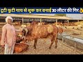रमेश भाई का बहुत शानदार गिर गाय पालन|Shree Gir cow Jatan Sansthan Gondal Gujrat