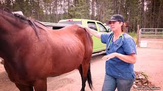 Horse Ulcers Symptoms &amp; Pressure Points with Equine Vet Doc Jenni