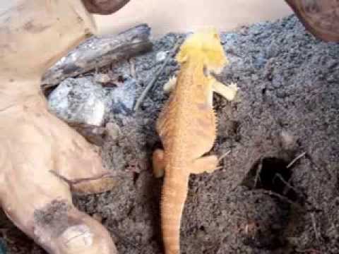 lizard skin grips Feeding my bearded dragon