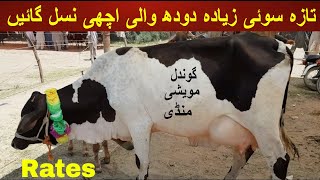 Milky Cows For Sale On Gondal Maweshi Mandi Attock | Livestock And Cattle Farming By My Life Channel