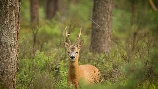 Reebok op de Veluwe