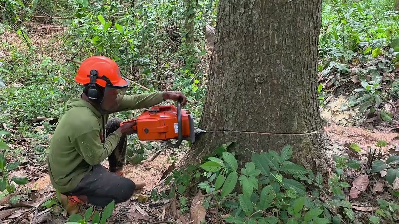 Strongest chainsaw!! Tebang 2 pohon trembesi di kebun.