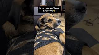 Οταν έχεις σκύλο με προγούλι 😂