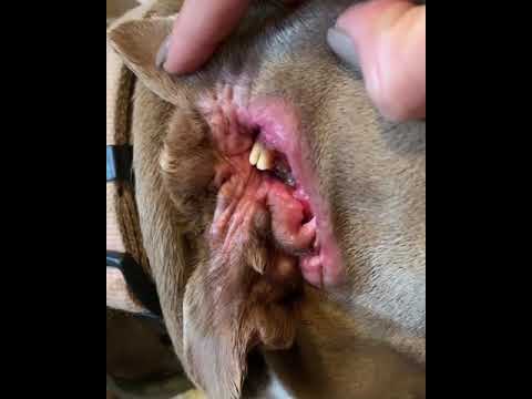 Meet Toad: Perfect pet dog has a salivating second mouth in her ear