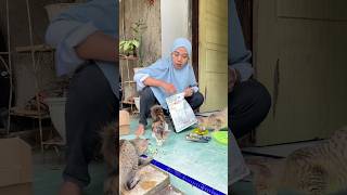 Para Majikan makan enak. #trending #cat #review #viralshort #catlovers