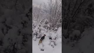 Lov Na Vepra, Oblajavanje U Mestu