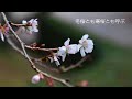 面子太郎 西方裕之  「 寒桜 」 歌 斉藤今朝雄 のコピー