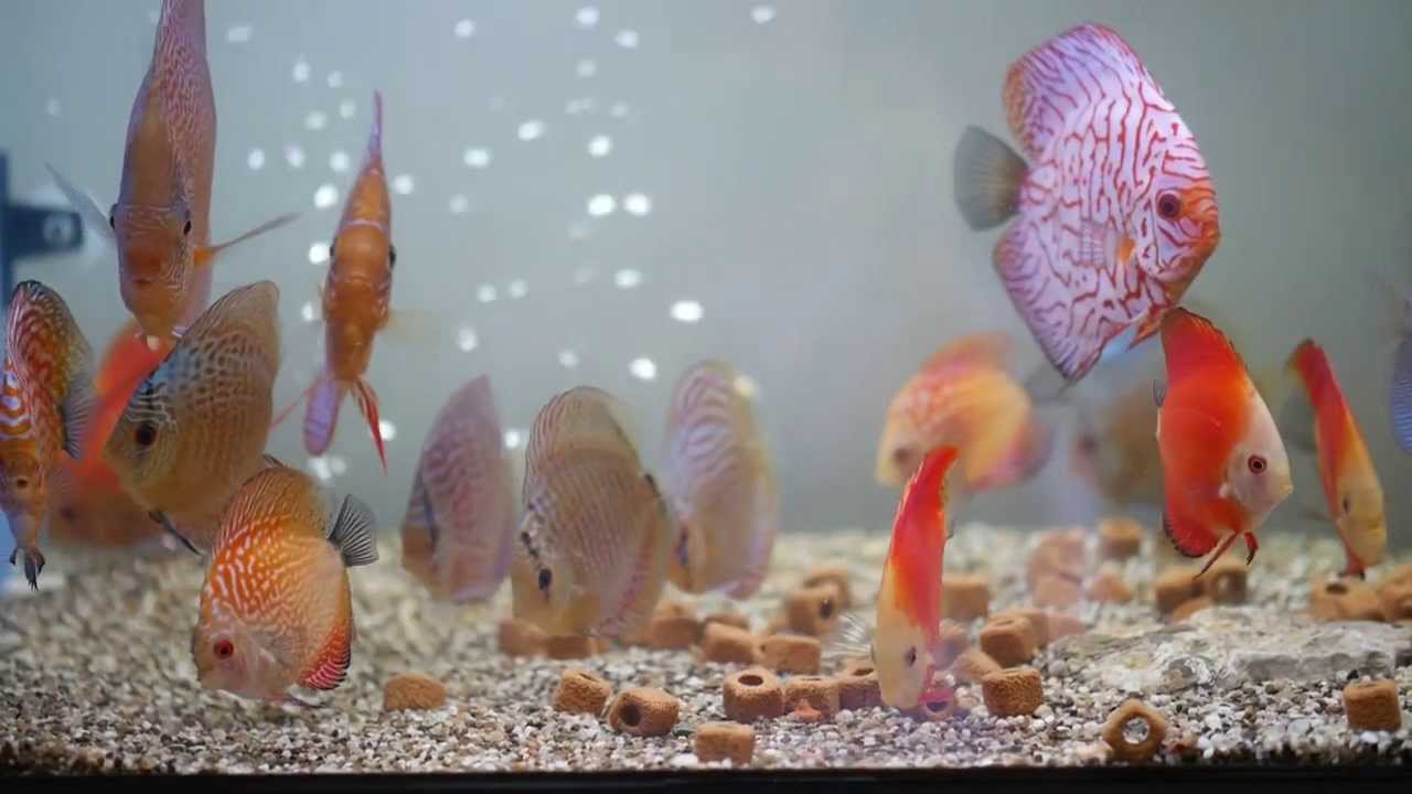 Discus Fish in Malaysia 02 YouTube