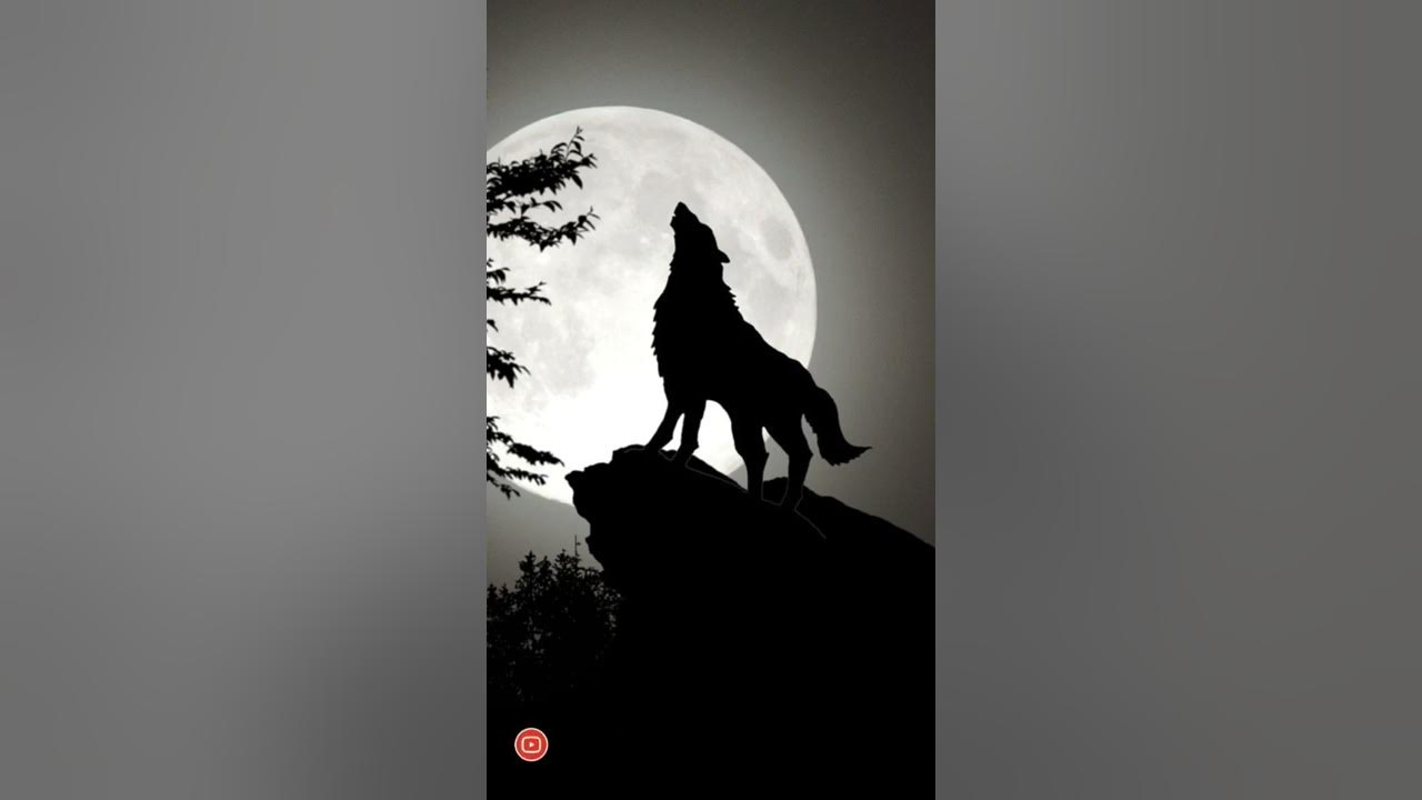 Wolf howling sound Wolf howling sound