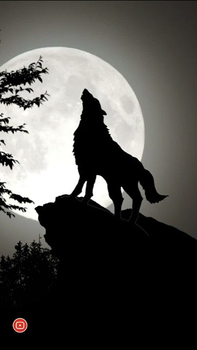 Wolf howling sound