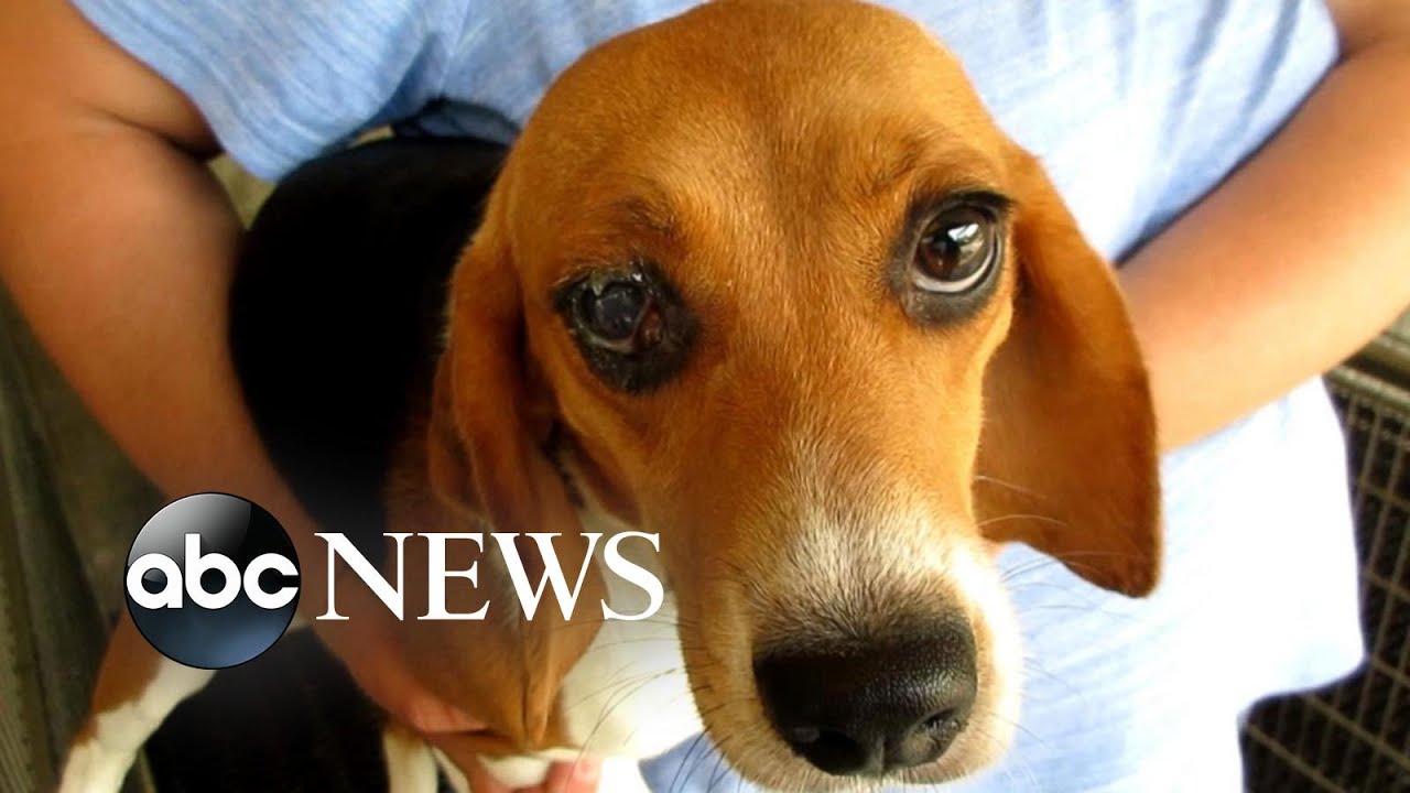 Massive beagle rescue