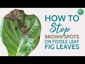 How to Treat Brown Spots on Fiddle Leaf Fig Leaves | Fiddle Leaf Fig Plant Resource Center