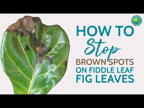 How to Treat Brown Spots on Fiddle Leaf Fig Leaves [& Save Your Plant Fast!]