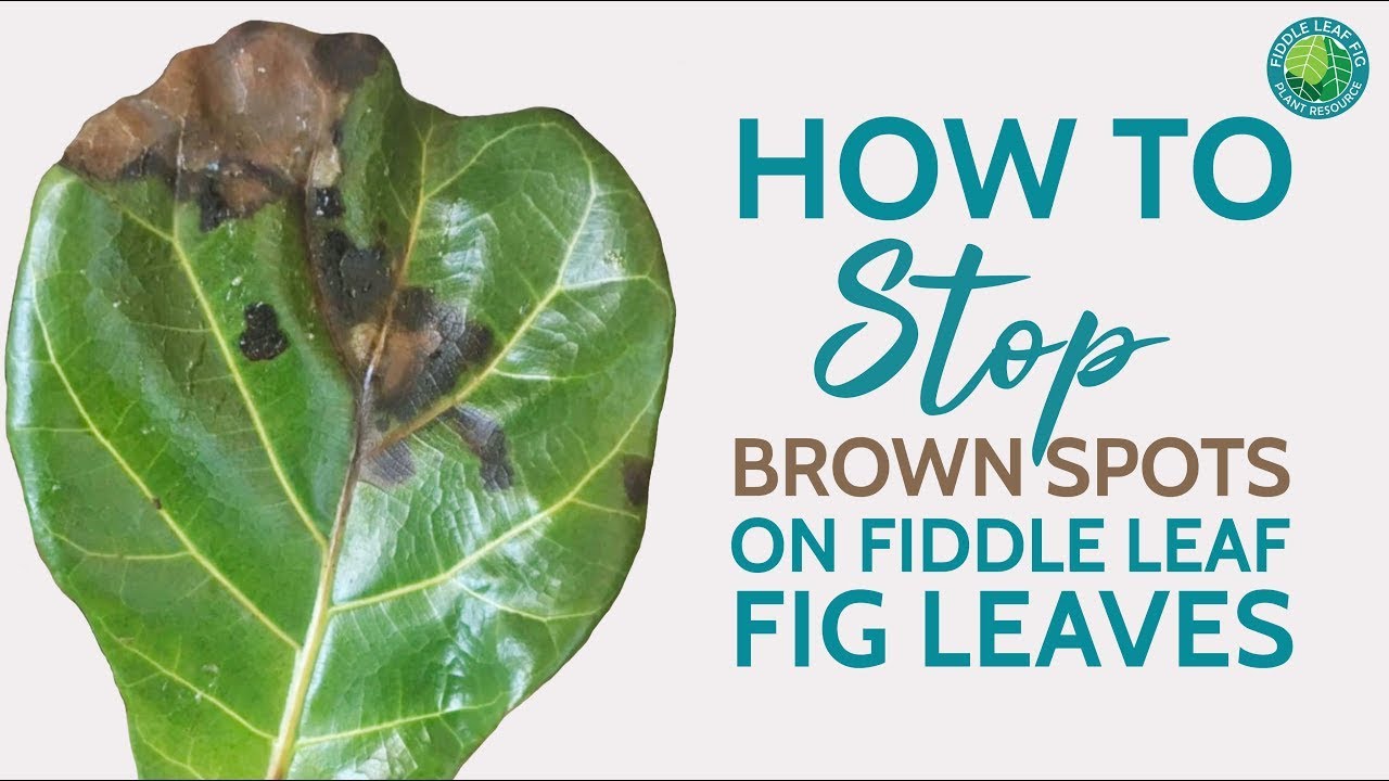 Ny ankomst Afslut porter How to Treat Brown Spots on Fiddle Leaf Fig Leaves [& Save Your Plant  Fast!] - YouTube
