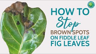 gør det fladt salut følelse How to Treat Brown Spots on Fiddle Leaf Fig Leaves [& Save Your Plant  Fast!] - YouTube