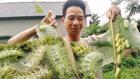 Món Chưa Ai Ăn Và Thưởng Thức Món Sâu NẸT LÁ CHUỐI..
