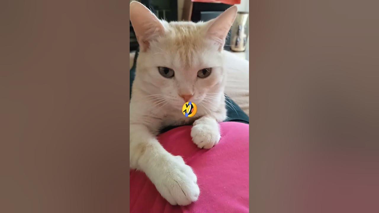 Дай сон досмотреть 😒💖! " - YouTube