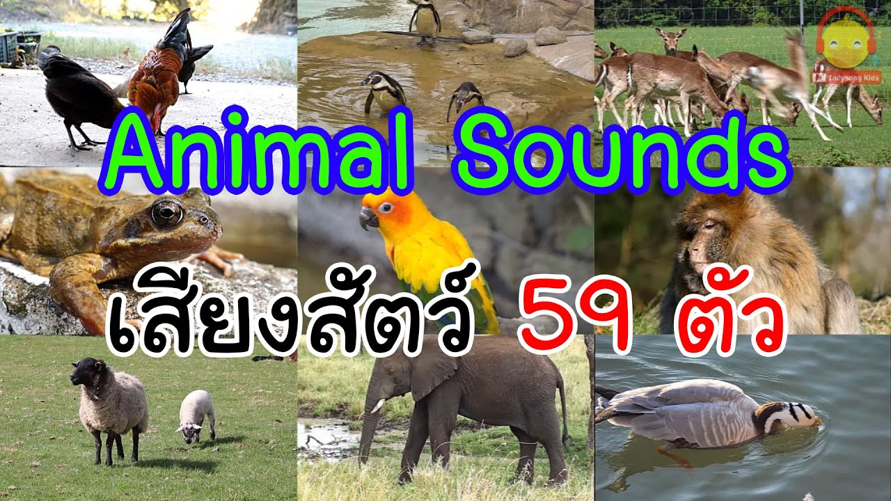เสียงสัตว์ 59 เสียง Animal Sounds สัตว์ตัวจริง ตัวเป็นๆ | indysong kids