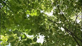 Tilia platyphyllos,linden trees flowers ,lulet e pemëve bliri(3)