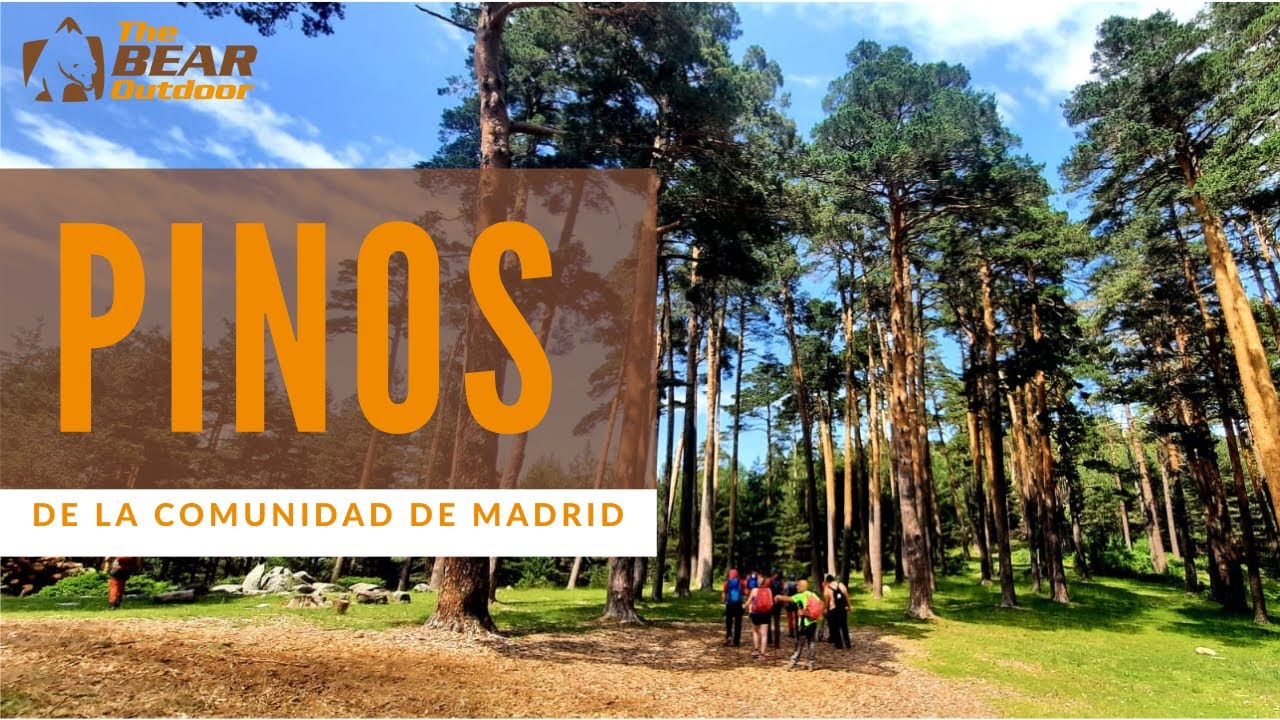 Pinos de la Comunidad de Madrid