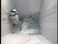 Blue Tit Nest Building Side View Nest Box 15th April 2016