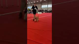 Zavetnaya Mechta X-Trail - Кобель Чемпион