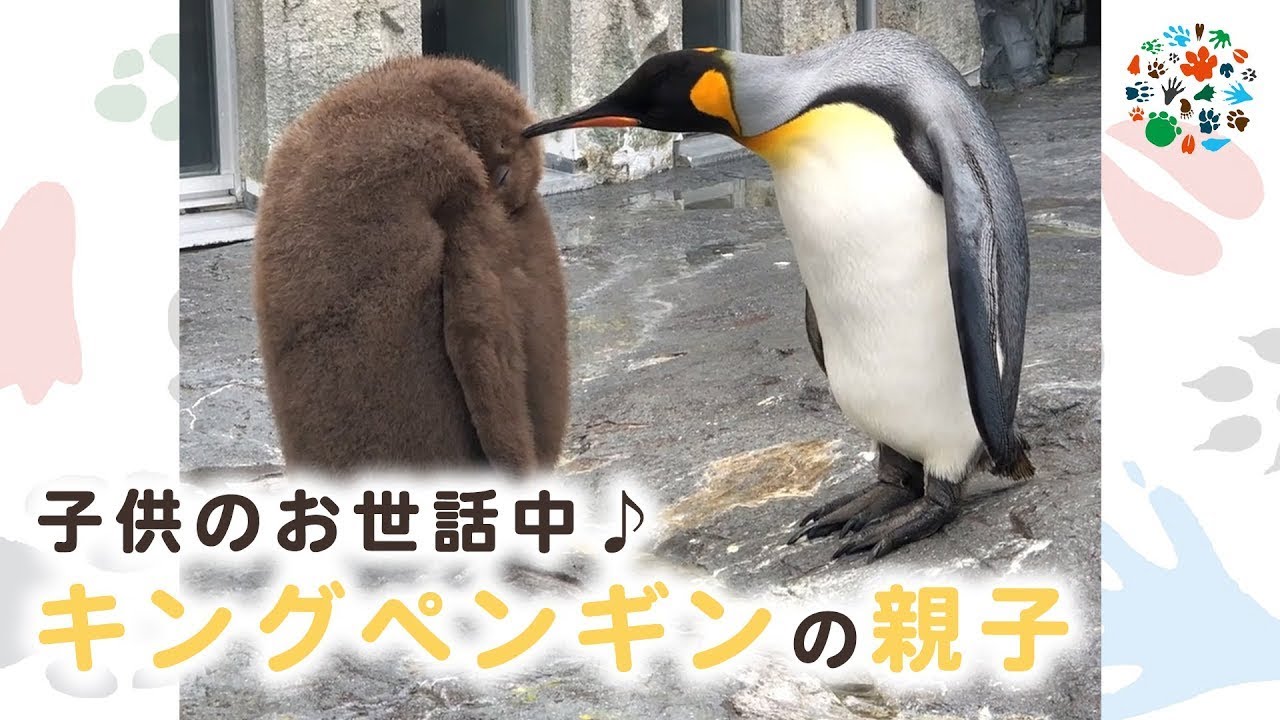 キングペンギンの親子 赤ちゃんの予想外の大きさにびっくり 旭山動物園 Youtube