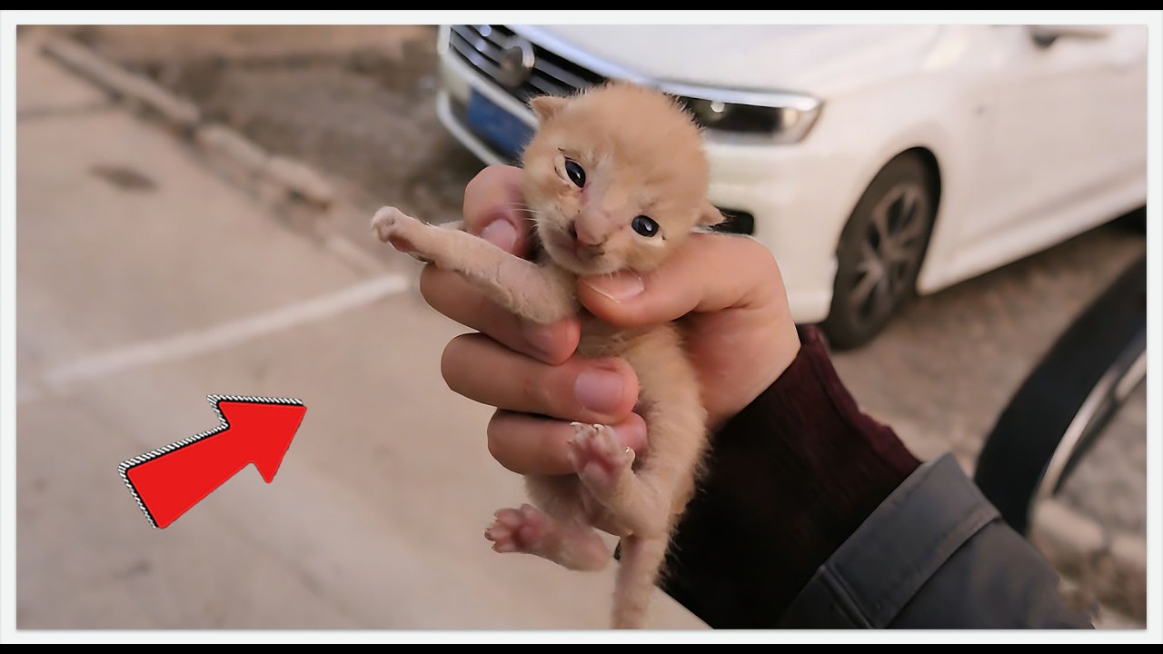 I Knew NOTHING About Cats… Then I Saved A Newborn Kitten 🐱#rescue #rescueefforts #cat #pets