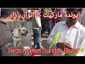 Birds bazar  pet animals  saddar karachi sunday bazar  parinda market  zaal meem channel