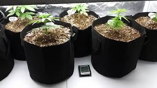 Organic Seedling Update #4 #Bloomplus