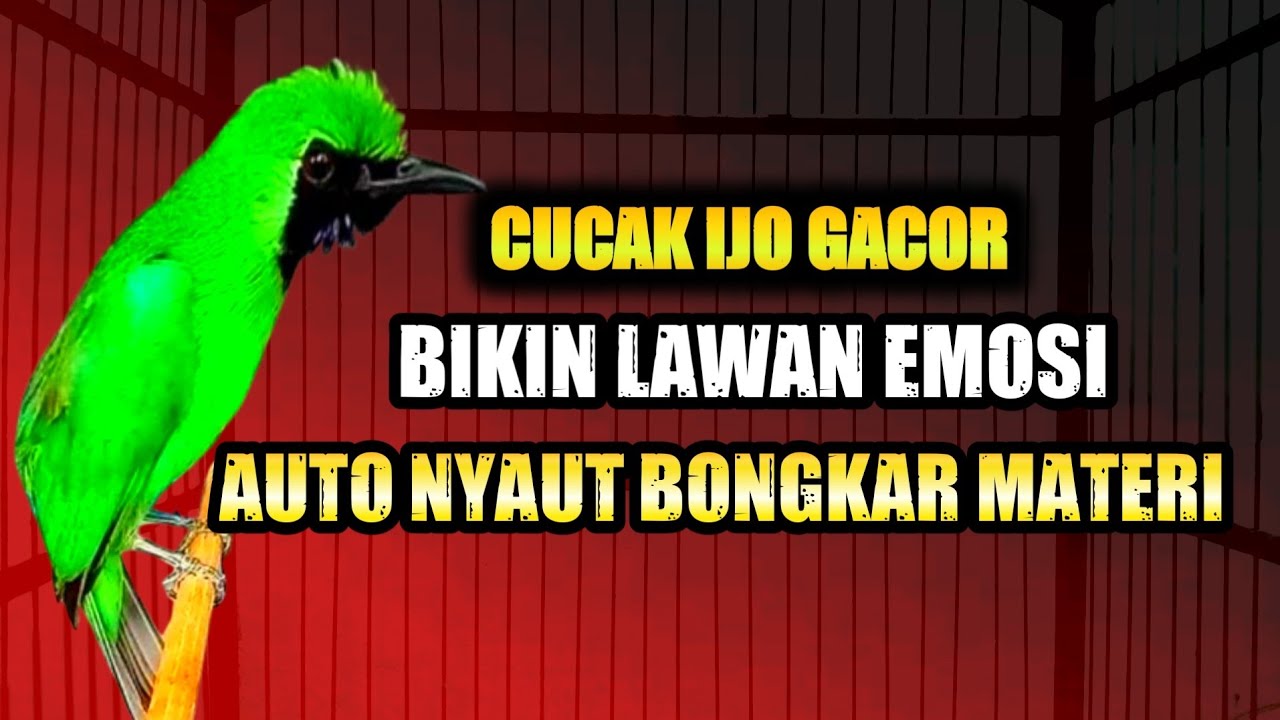 AWAS EMOSI !! PANCINGAN CUCAK IJO GACOR FULL ISIAN KASAR DONGKRAK IJO LAWAN AGAR CEPAT JAMTROK