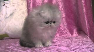 Les Edenrocs Impériale Sultane