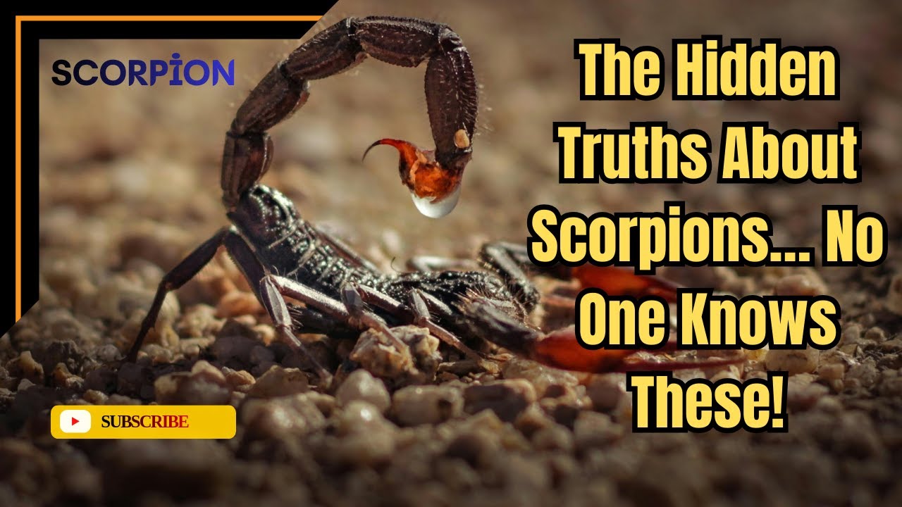 10 Shocking Facts About Scorpions You Didn’t Know! YouTube