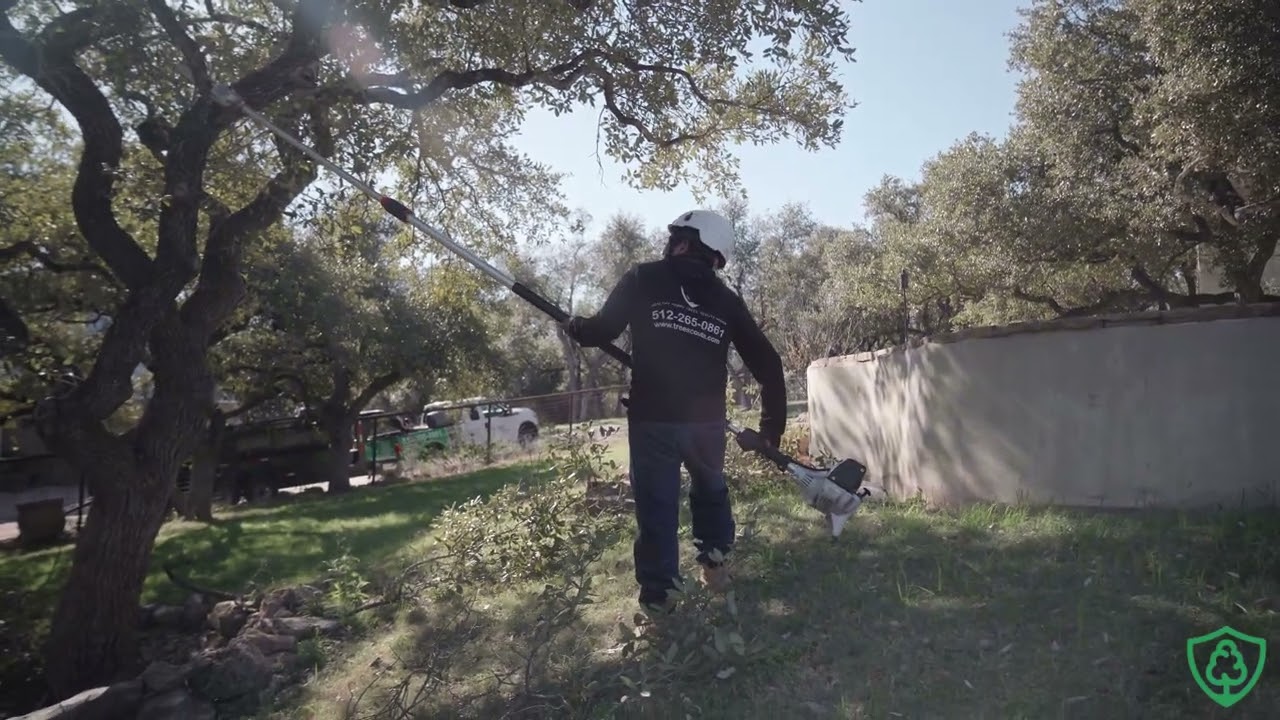 Oak Tree Trimming & Pruning in Austin TX | Tree Scouts Tree Service