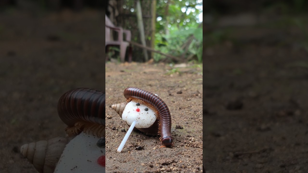 Don't be surprised, seeing cute millipedes