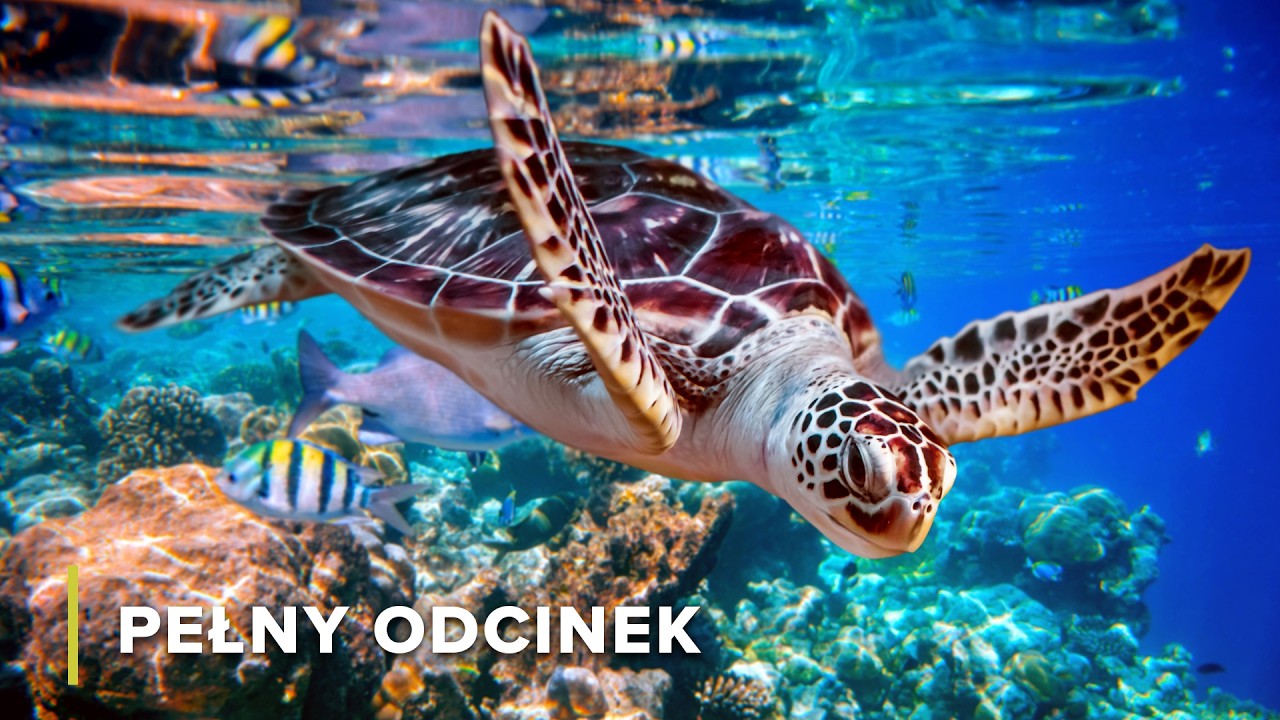 Życie na Koralowym Klejnocie i Twierdza Ikonicznej Fauny | Ukryte Wyspy Australii 101+102