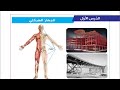 درس الجهاز الهيكلي حل التدريبات الصف الخامس علوم الوحدة الرابعة الدرس الاول 