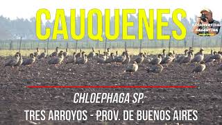 CAUQUENES (AVUTARDAS) Chloephaga sp. en Tres Arroyos, Provincia de Buenos Aires.