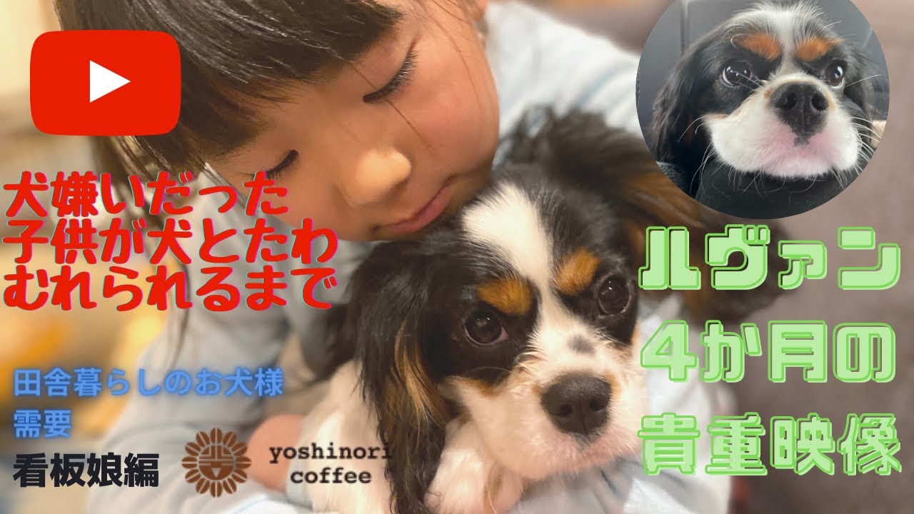 奇跡の看板犬キャバリアのルヴァン Youtubeを通し営業活動してお客様増えてます Youtube