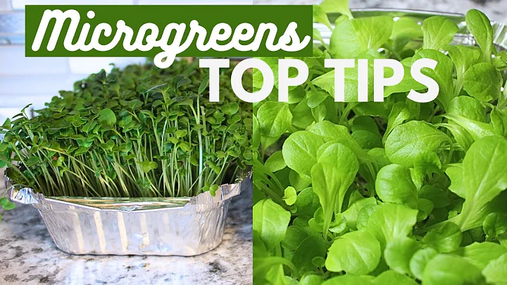 Microgreens for BEGINNERS | 7 Top Tips for Growing Microgreens