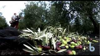 El mejor aceite de Mallorca Olis Jornets. Tvb. (Gastronomia Palma de Mallorca)