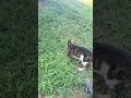 Billy the Kat exploring the outside/Aizel &amp; Billy the Kat  is live
