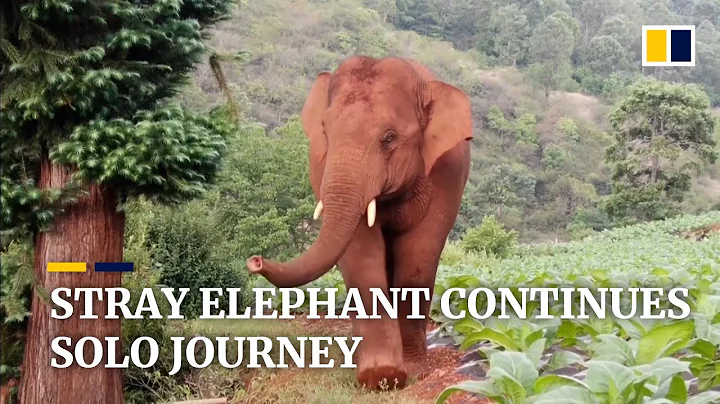 Stray elephant in China continues solitary journey after leaving herd - DayDayNews