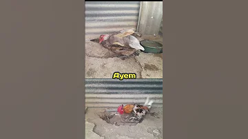 Two Brown Ducks Meet A Chicken And A Male Duck 