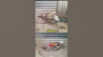 two brown ducks meet a chicken and a male duck