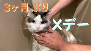 猫とヘイトごはん｜３ヶ月ぶりのお風呂になりました（過去最長）