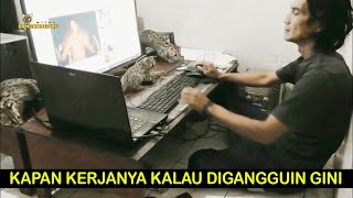 Udah Meng, Udah. Tar Aja Mainnya Kalau Udah Ngedit..!! | Bebi Kucing Hutan Bandel