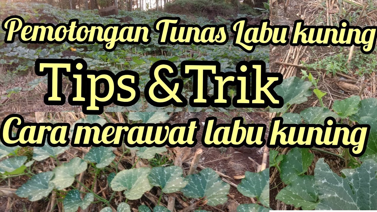 Cara pemangkasan tanaman labu kuning